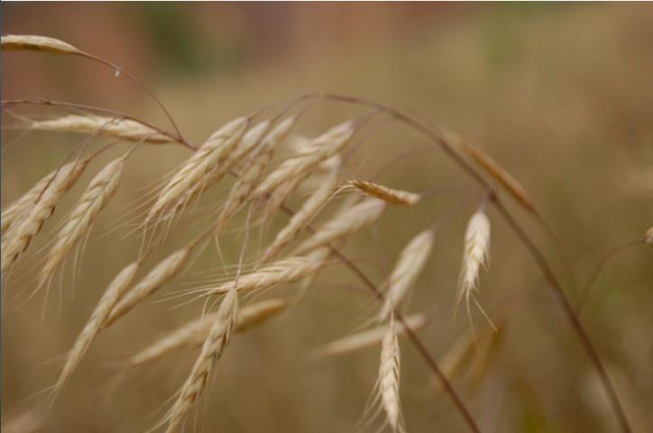 小分子燕麥β葡聚糖