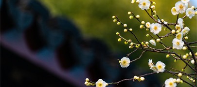 吸天地之靈氣，取日月之精華|四季花凝露，以花養(yǎng)容，人比花艷